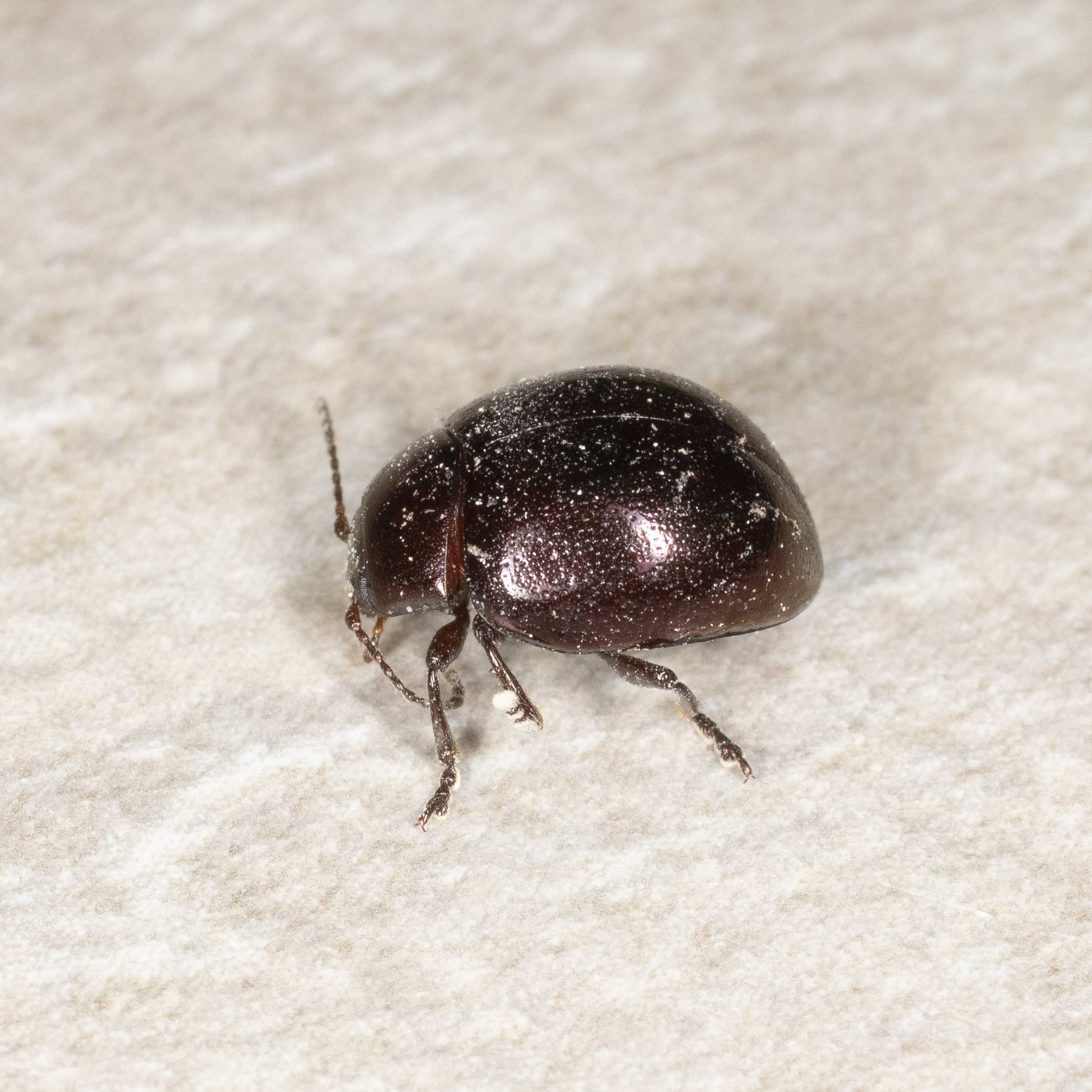 Chrysomelidae: Chrysolina crassicollis?